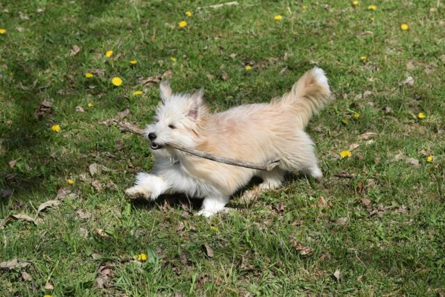 初恋dogs ロケ地 どこ