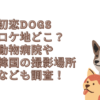 初恋dogs ロケ地 どこ