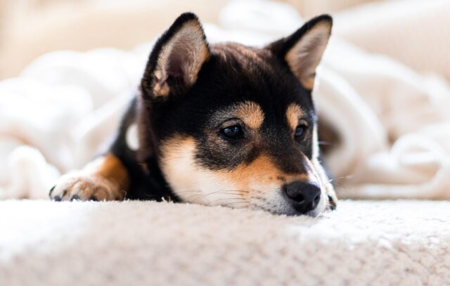 初恋Dogs　犬種