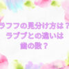ラフフ　見分け方