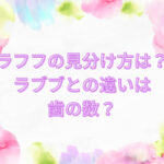 ラフフ　見分け方