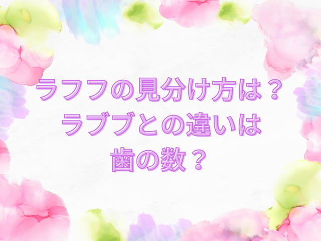 ラフフ　見分け方
