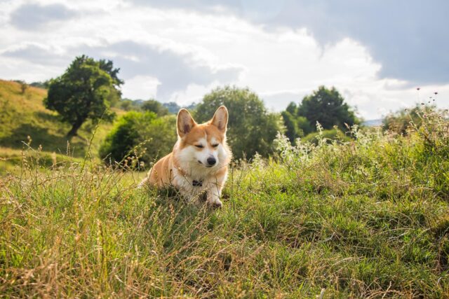 ぼくたちん家 犬種