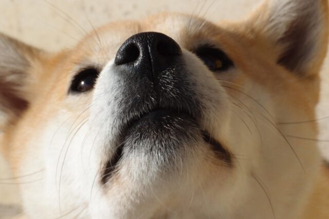 シバのおきて 犬の名前