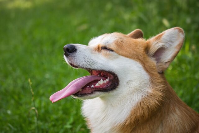 ぼくたちん家 犬種