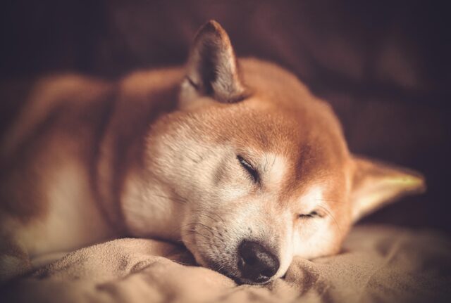 シバのおきて 犬の名前