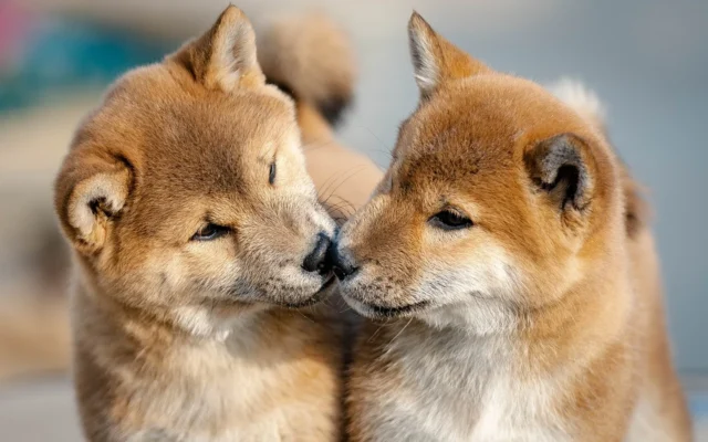 シバのおきて 犬の名前