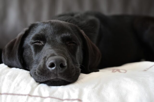ぼくたちん家 犬種