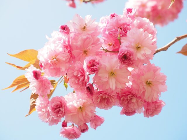 高田千本桜 屋台