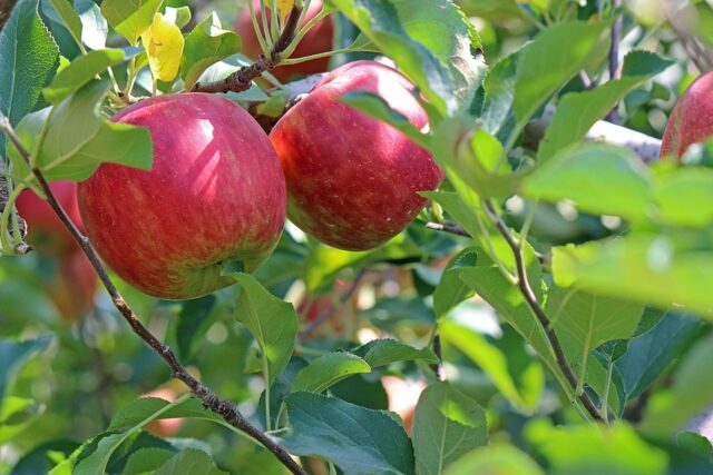 桜木はんな 年齢